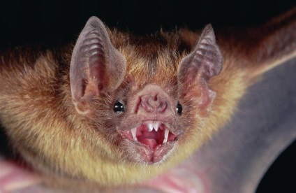 Liliecii înfricoșătoare și teribile ale vampirilor - lumea sălbatică sălbatică