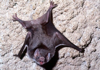 Liliecii înfricoșătoare și teribile ale vampirilor - lumea sălbatică sălbatică
