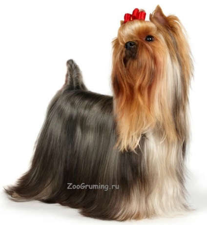 Haircut york (Yorkshire terrier) m