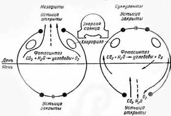 Structura cactusului