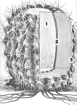Structura cactusului