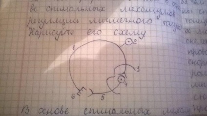 Astfel de parametri electroencefalograme ale ritmului alfa și beta