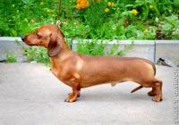 Miniatura dachshund, iepure cu părul fără iepure în stelele colorate pepinieră, pui, consultații, tricotat