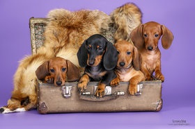 Miniatura dachshund, iepure cu părul fără iepure în stelele colorate pepinieră, pui, consultații, tricotat