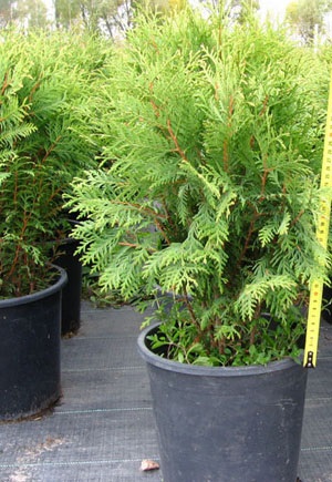 Thuja nyugati gömbölyű - bolyhos leírás, fénykép, dísznövények költsége, ültetés, gondozás, alkalmazás