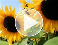 Îngrășământ de floarea-soarelui - principalul lucru pe care trebuie să-l cunoașteți