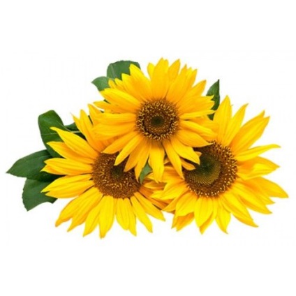 Îngrășământ de floarea-soarelui - principalul lucru pe care trebuie să-l cunoașteți