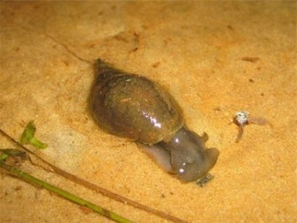 Snail physa (fiza) - acvariu acasă