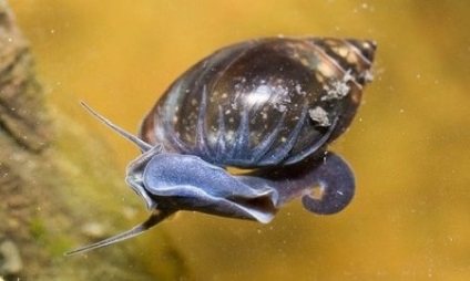 Snail physa (fiza) - acvariu acasă