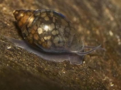 Snail physa (physa) - otthoni akvárium