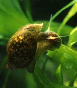 Snail physa (fiza), design de acvariu