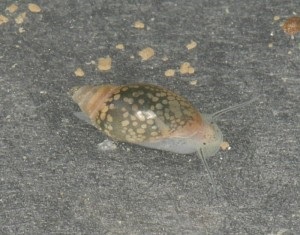 Snail physa (fiza), design de acvariu