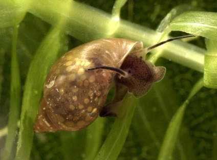 Melodia melcului, descrierea melcului acvariului comun, fotografia, beneficiile și răul