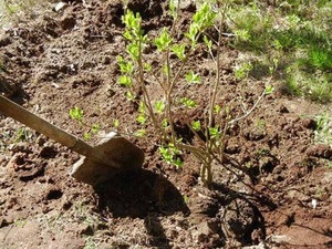 Îngrijirea și plantarea de liliac în suburbii, cum să alegeți un soi bun în pepinieră