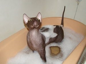 A szfinxek gondozása a Sphinx bőrápolásának titka a fürdés után - a Don Sphynx patkány