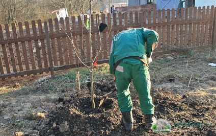 Cherry îngrijire în toamnă - recomandări practice de grădinari cu experiență