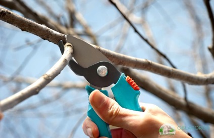 Cherry de îngrijire în toamnă - recomandări practice de grădinari cu experiență