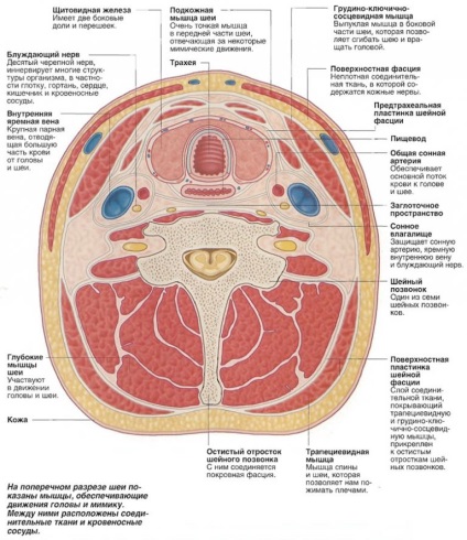 Vampir muscatura in termeni de anatomie