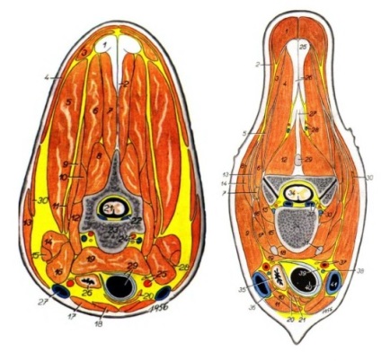 Vampir muscatura in termeni de anatomie