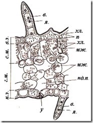 Organele vegetale ale plantelor - pagina 19