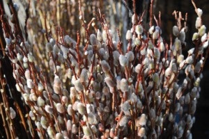 Palm Sunday, bajusszal (az ünnep) Vasárnapi bajusz