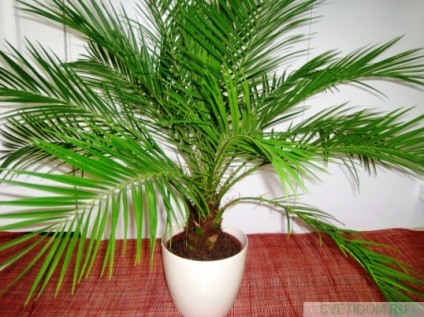 A pálmafák típusai és termesztése otthon