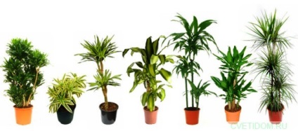 Tipuri și cultivarea de palmieri la domiciliu
