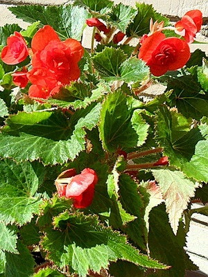 Tipuri de flori de interior Begonia (galben, întotdeauna înflorire, borschevikolistnaya) fotografie, descriere, condiții