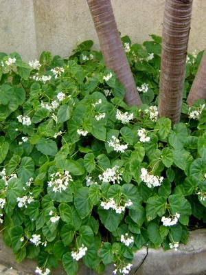 Tipuri de flori de interior Begonia (galben, întotdeauna înflorire, borschevikolistnaya) fotografie, descriere, condiții