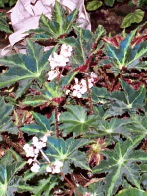 Tipuri de flori de interior Begonia (galben, întotdeauna înflorire, borschevikolistnaya) fotografie, descriere, condiții