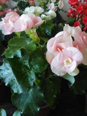 Tipuri de flori de interior Begonia (galben, întotdeauna înflorire, borschevikolistnaya) fotografie, descriere, condiții