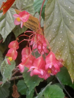 Tipuri de flori de interior Begonia (galben, întotdeauna înflorire, borschevikolistnaya) fotografie, descriere, condiții
