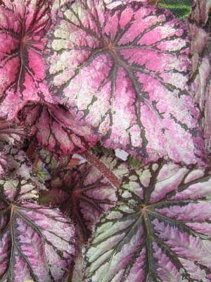 Tipuri de flori de interior Begonia (galben, întotdeauna înflorire, borschevikolistnaya) fotografie, descriere, condiții