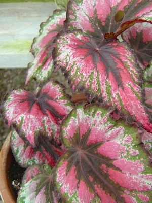 Tipuri de flori de interior Begonia (galben, întotdeauna înflorire, borschevikolistnaya) fotografie, descriere, condiții