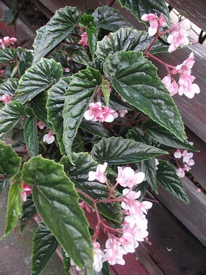 Tipuri de flori de interior Begonia (galben, întotdeauna înflorire, borschevikolistnaya) fotografie, descriere, condiții