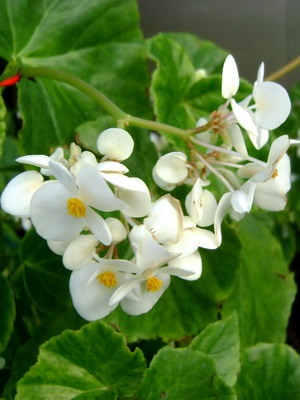 Tipuri de flori de interior Begonia (galben, întotdeauna înflorire, borschevikolistnaya) fotografie, descriere, condiții