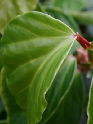 Tipuri de flori de interior Begonia (galben, întotdeauna înflorire, borschevikolistnaya) fotografie, descriere, condiții