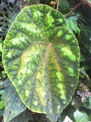 Tipuri de flori de interior Begonia (galben, întotdeauna înflorire, borschevikolistnaya) fotografie, descriere, condiții