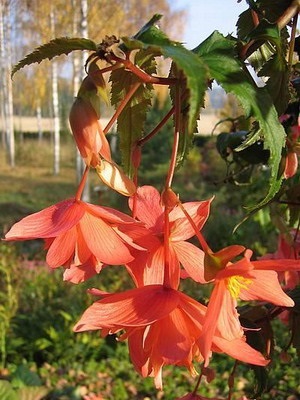 Tipuri de flori de interior Begonia (galben, întotdeauna înflorire, borschevikolistnaya) fotografie, descriere, condiții