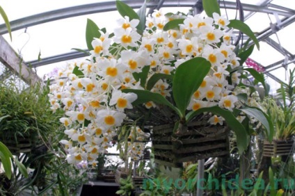 Cultivarea unui hibrid de dendrobium phalaenopsis