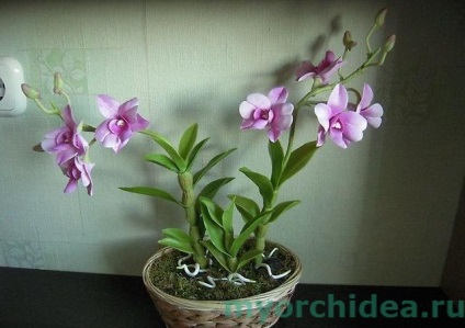 Cultivarea unui hibrid de dendrobium phalaenopsis