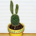 Cultivarea cactusilor