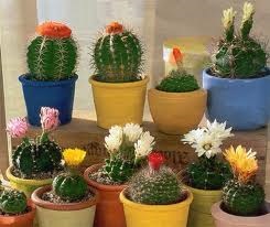 Cactuși crescători în iluminatul artificial - totul despre cactușii în creștere