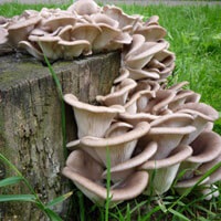 Cultivarea ciupercii de stridii în țară - cumpărați ciuperci de stridii de miceliu
