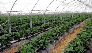 Növekvő szamóca és eper védett talajon, agrobusinessconsult agronómia, áttekintés
