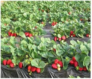 Cultivarea căpșunilor și a căpșunilor în solul protejat, agrobusinessconsult este o agronomie, o privire de ansamblu