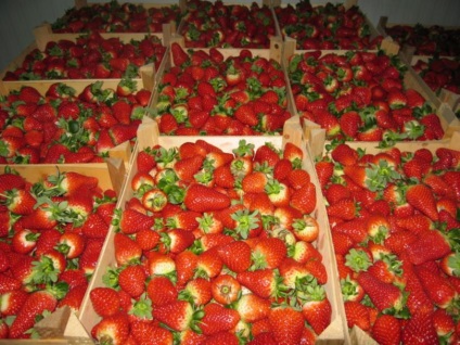 Cultivarea căpșunilor de căpșuni (căpșuni) pe hidroponie pe tot parcursul anului în incintă