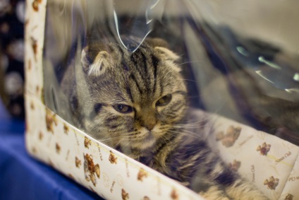 Expoziție de pisici - miracol siberian-2011, viață pe fotografie