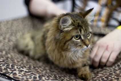 Cat Show - сибирски чудо на 2011 г., животът на снимка