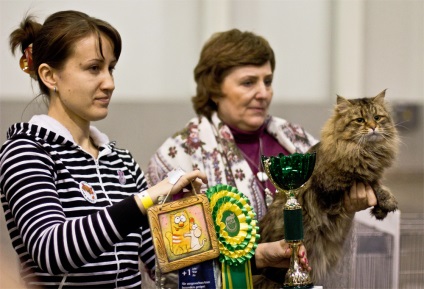 Expoziție de pisici - miracol siberian-2011, viață pe fotografie